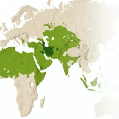 Karta visar spridningen av islam, där gröna områden indikerar muslimska befolkningar. Detta kan relateras till sunnah, som är profeten Muhammeds levnadssätt och lära.