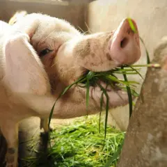 Gris äter gräs i en inhägnad. En del menar att även halal pork kan vara en del av en balanserad kost.