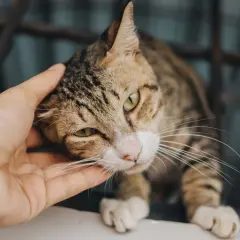 En hand smeker en randig katt, en symbol för renhet och välsignelse inom islam.
