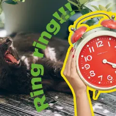En katt gäspar stort medan en röd väckarklocka ringer. Dags för en dua for waking up!