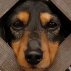 En hund tittar genom ett trästaket. Hundar i islam kan vara en källa till debatt, men många muslimer har husdjur.