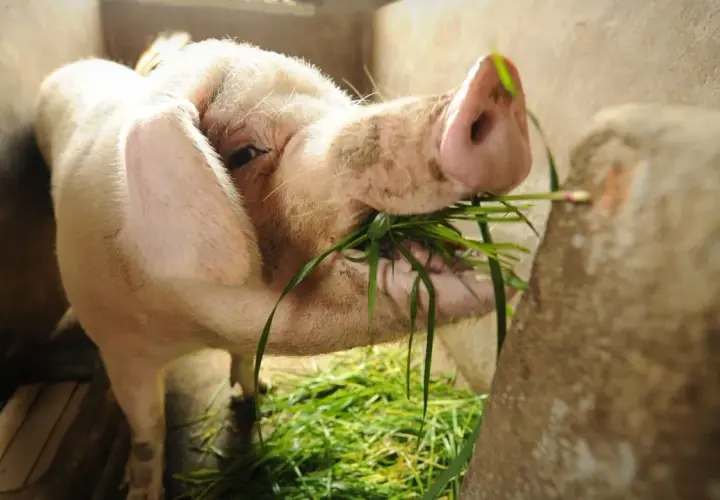 Gris äter gräs i en inhägnad. En del menar att även halal pork kan vara en del av en balanserad kost.