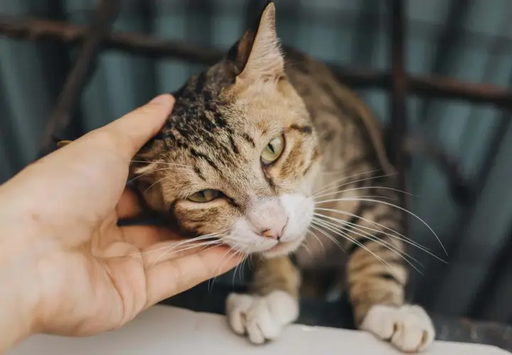 En hand smeker en randig katt, en symbol för renhet och välsignelse inom islam.