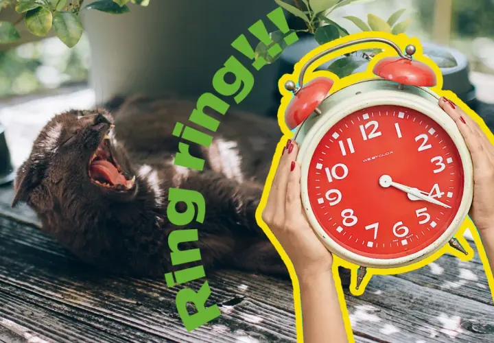 En katt gäspar stort medan en röd väckarklocka ringer. Dags för en dua for waking up!