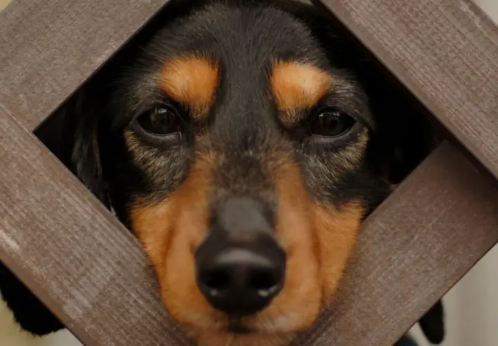 En hund tittar genom ett trästaket. Hundar i islam kan vara en källa till debatt, men många muslimer har husdjur.