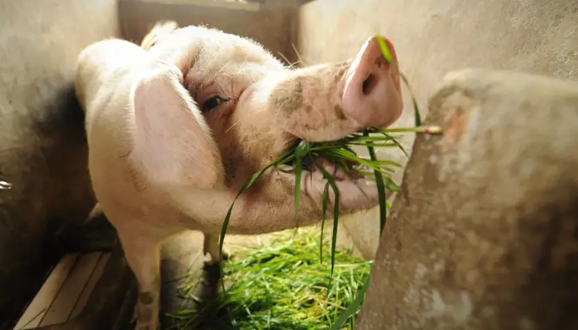 Gris äter gräs i en inhägnad. En del menar att även halal pork kan vara en del av en balanserad kost.