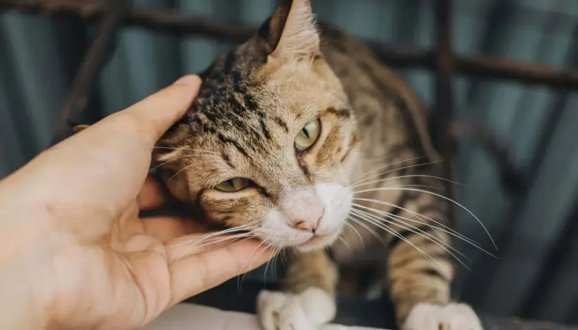 En hand smeker en randig katt, en symbol för renhet och välsignelse inom islam.