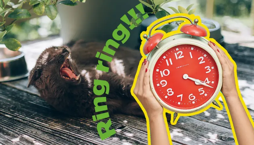 En katt gäspar stort medan en röd väckarklocka ringer. Dags för en dua for waking up!