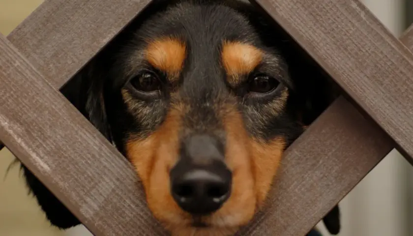 En hund tittar genom ett trästaket. Hundar i islam kan vara en källa till debatt, men många muslimer har husdjur.