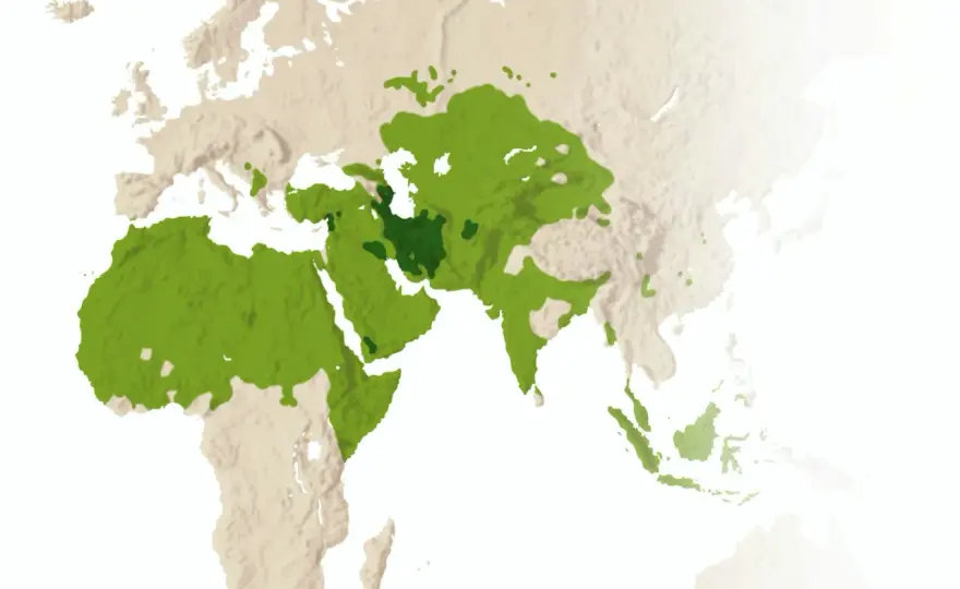 Sunna (Sunnah) i islam - Vad betyder det egentligen?