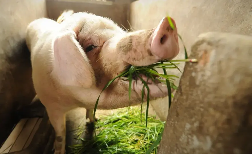 Halal Pork? Sanningen om gris i maten & hur du undviker den