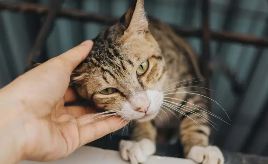 Katter i islam - Halal, haram & vardagsliv med katt