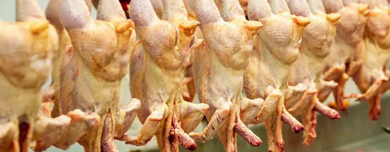 Rader av hängande kycklingar, förberedda för halalslakt. Processen för halalslakt hur går det till är viktig för många.