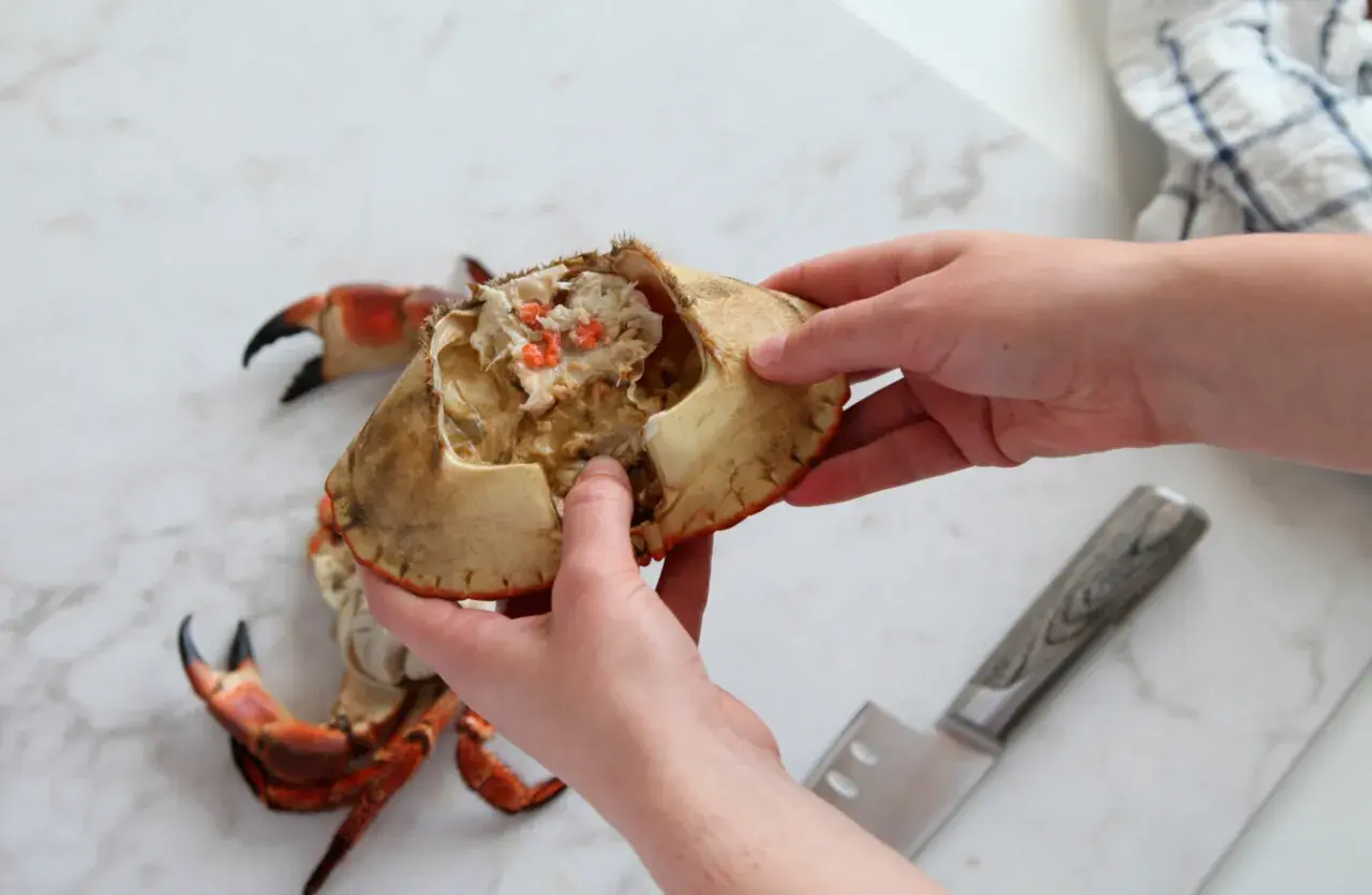 Händer öppnar en krabba, med klor och kött synligt. Frågan om krabba är halal kan vara relevant för vissa.