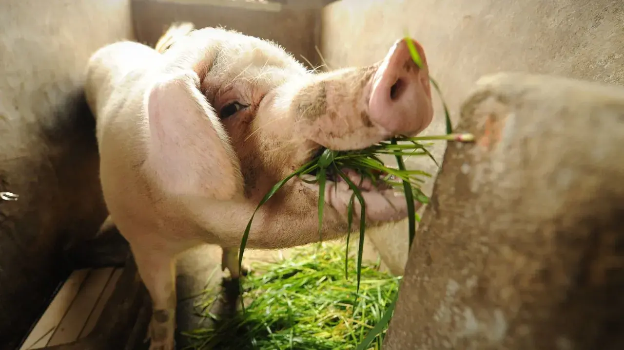 Gris äter gräs i en inhägnad. En del menar att även halal pork kan vara en del av en balanserad kost.