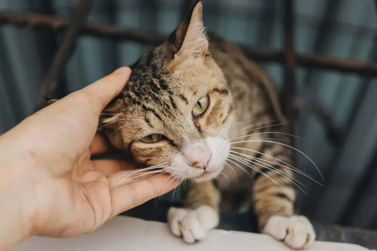 En hand smeker en randig katt, en symbol för renhet och välsignelse inom islam.
