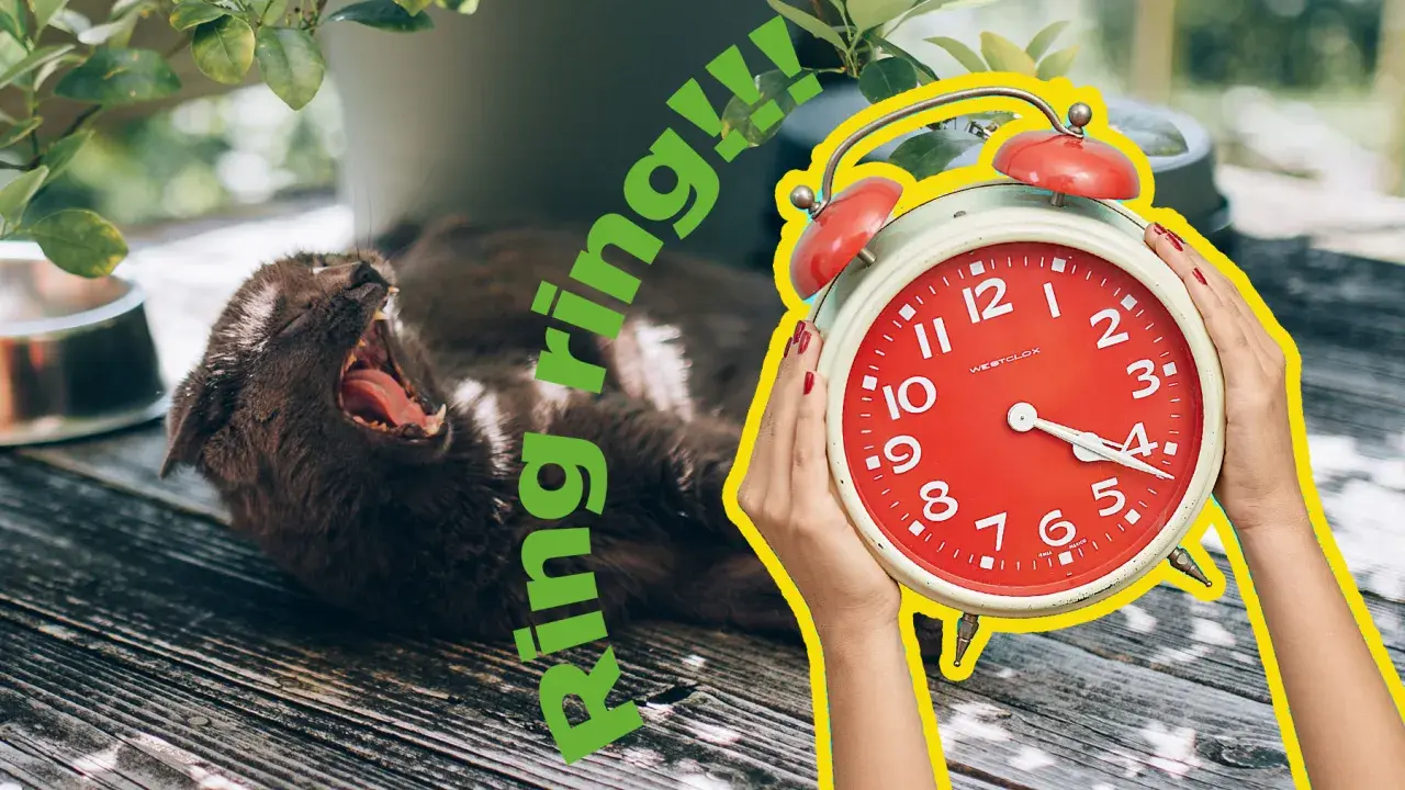 En katt gäspar stort medan en röd väckarklocka ringer. Dags för en dua for waking up!