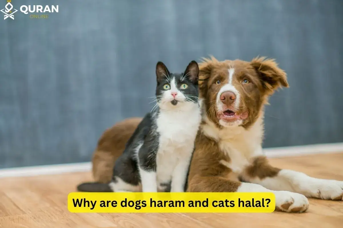 En svartvit katt sitter bredvid en brun hund. Texten frågar varför hundar är haram och katter halal inom islam.